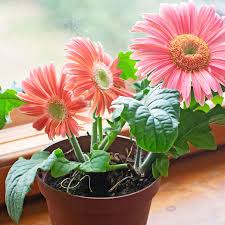 Gerbera Daisy Plant